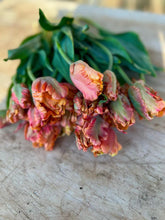 Load image into Gallery viewer, Tulip Amazing Parrot