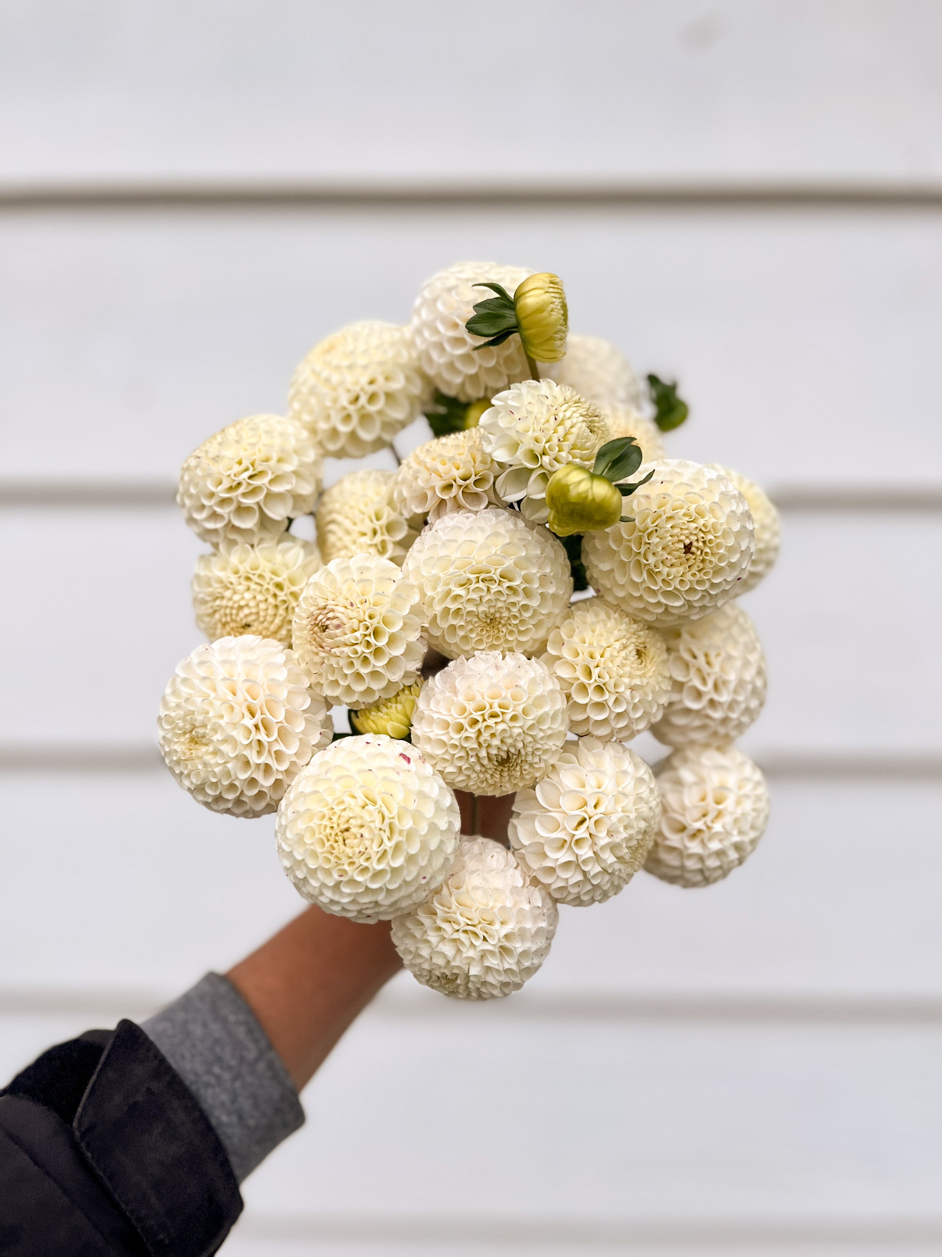 Dahlia Small World - LIMIT 1 - Limited quantities – Five Acres