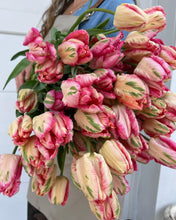 Load image into Gallery viewer, Tulip Apricot Parrot