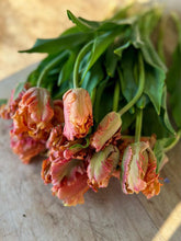 Load image into Gallery viewer, Tulip Amazing Parrot