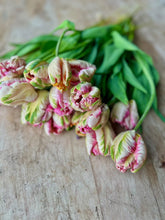 Load image into Gallery viewer, Tulip Apricot Parrot