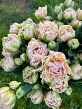 Load image into Gallery viewer, Tulip Pink Mist