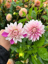 Load image into Gallery viewer, Dahlia Budapest Blush