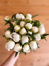 Load image into Gallery viewer, Peony Duchesse de Nemours