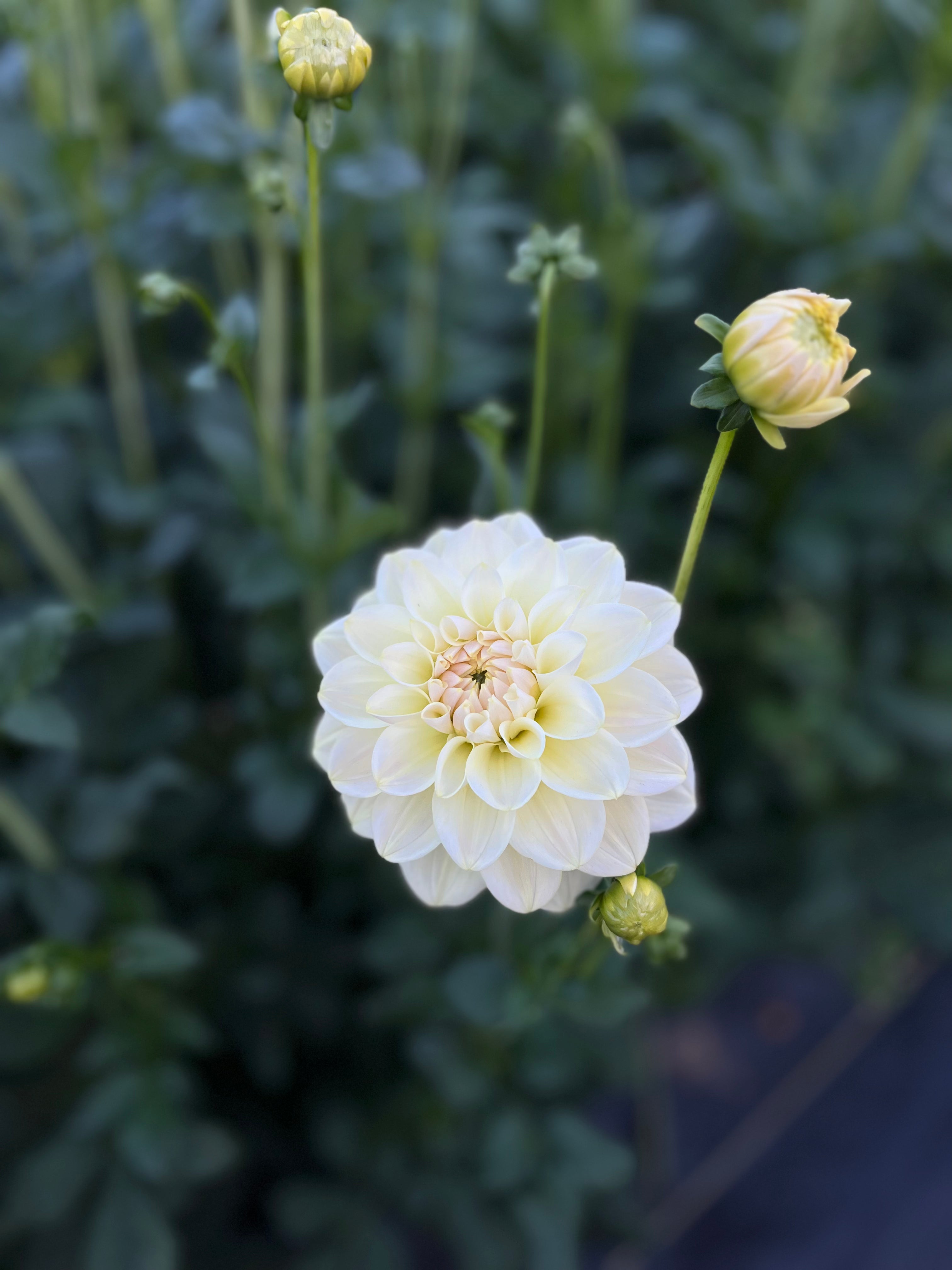 Dahlia Caramel Antique Five Acres Flower Farm