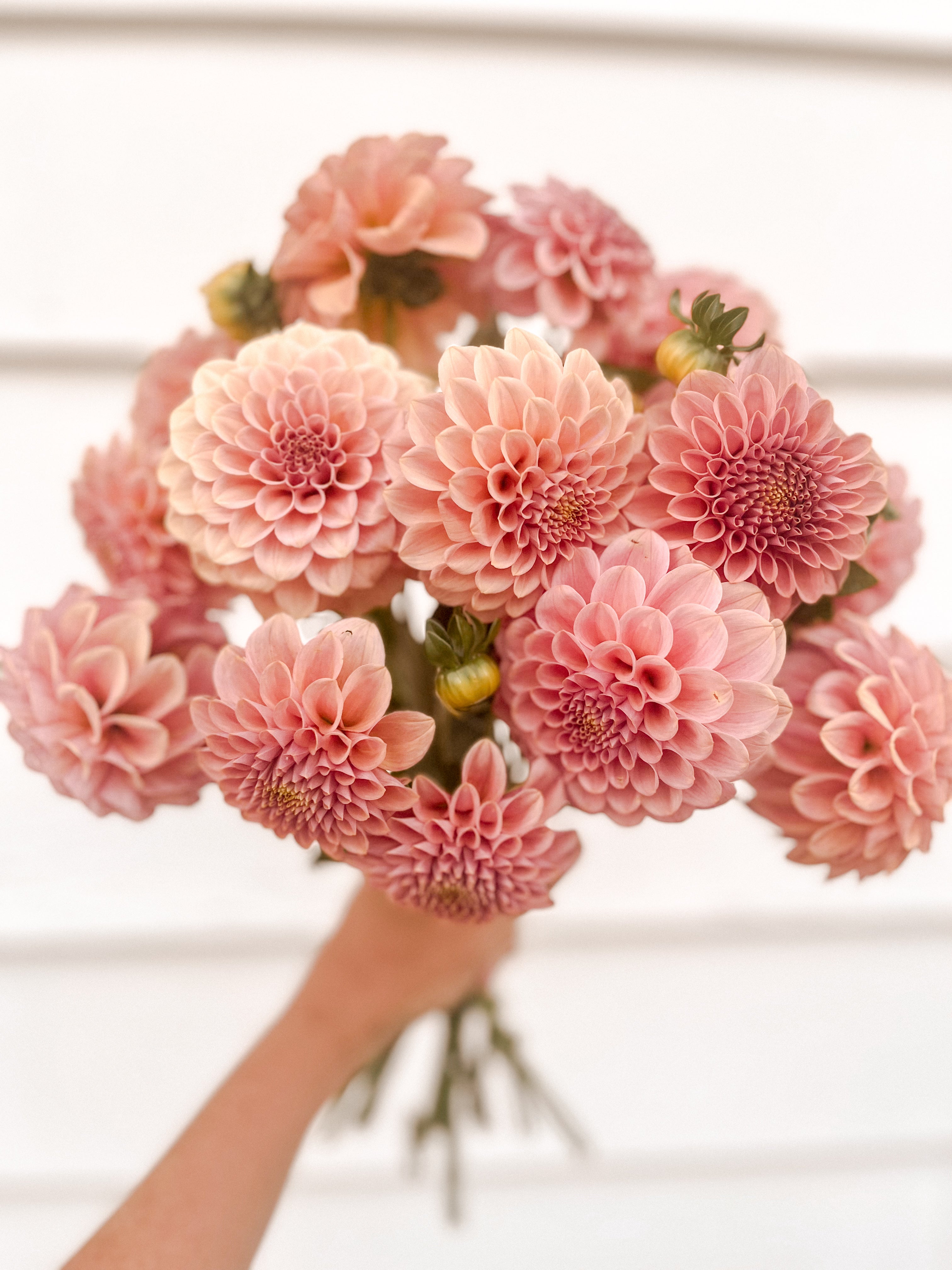 Dahlia Rock Run Ashley – Five Acres Flower Farm