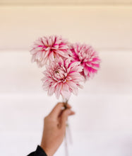 Load image into Gallery viewer, Dahlia Budapest Blush