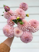 Load image into Gallery viewer, Dahlia KA's® Cinder Rose - LIMIT ONE