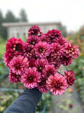 Load image into Gallery viewer, Dahlia Seniors Hope