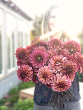 Load image into Gallery viewer, Dahlia Seniors Hope