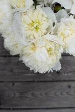Load image into Gallery viewer, Peony Duchesse de Nemours