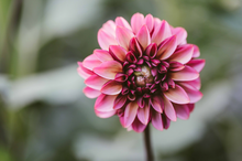 Load image into Gallery viewer, Dahlia Seniors Hope