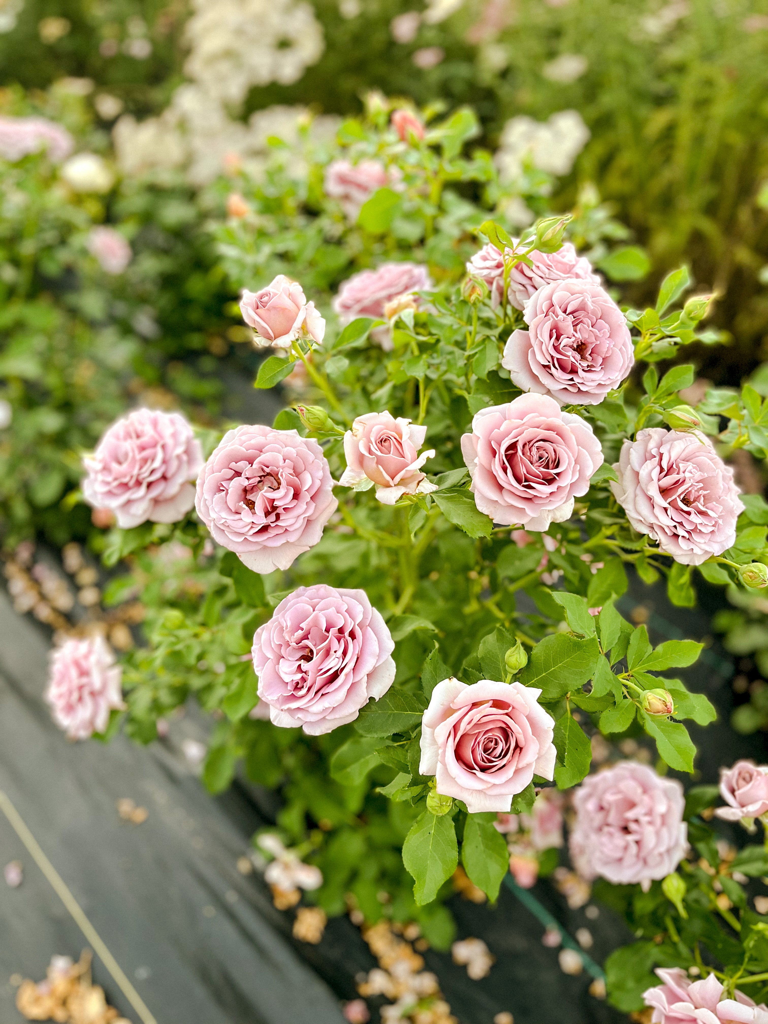 BARE ROOT ROSE COLLECTION Five Acres Flower Farm Bare root rose collection five acres flower farm