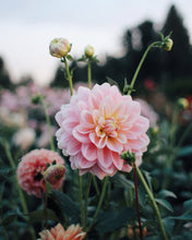 Load image into Gallery viewer, Dahlia Sheer Heaven Grower&#39;s Pack (Five Pack)
