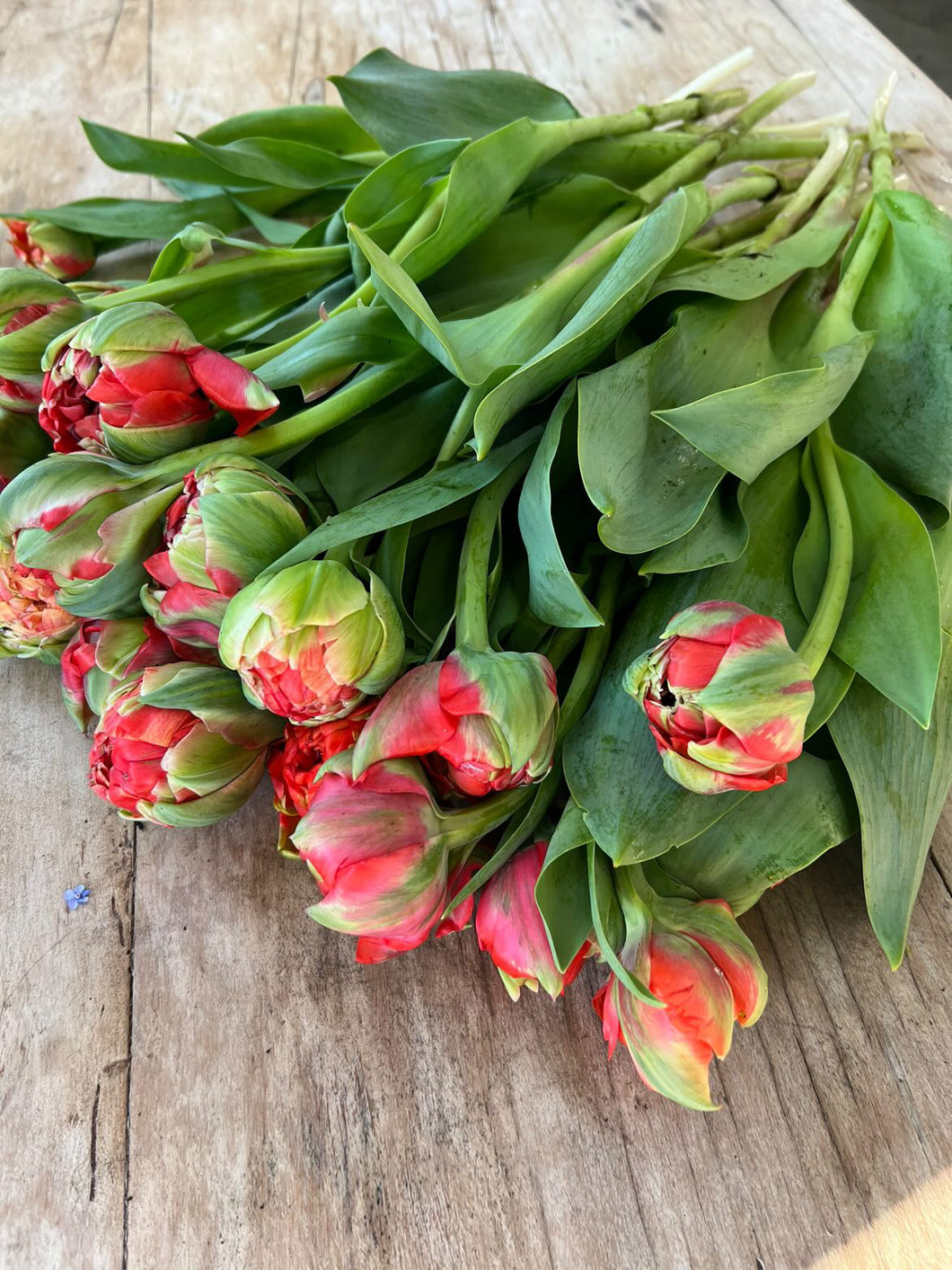 Tulip Double Gudoshnik