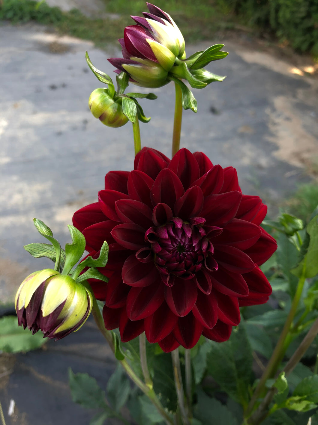 Dahlia Arabian Night