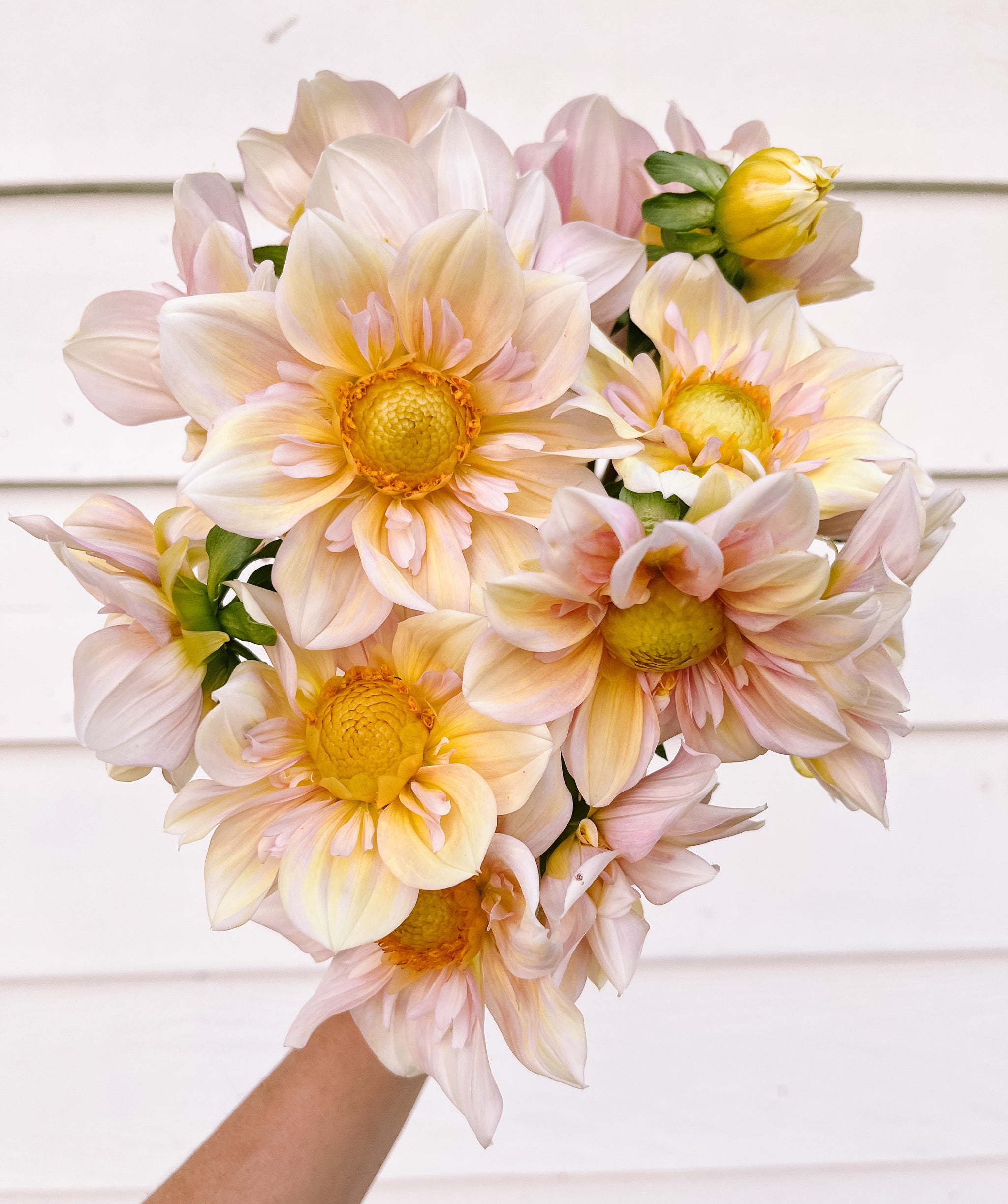 apple blossom dahlia seeds Dahlia Apple Blossom