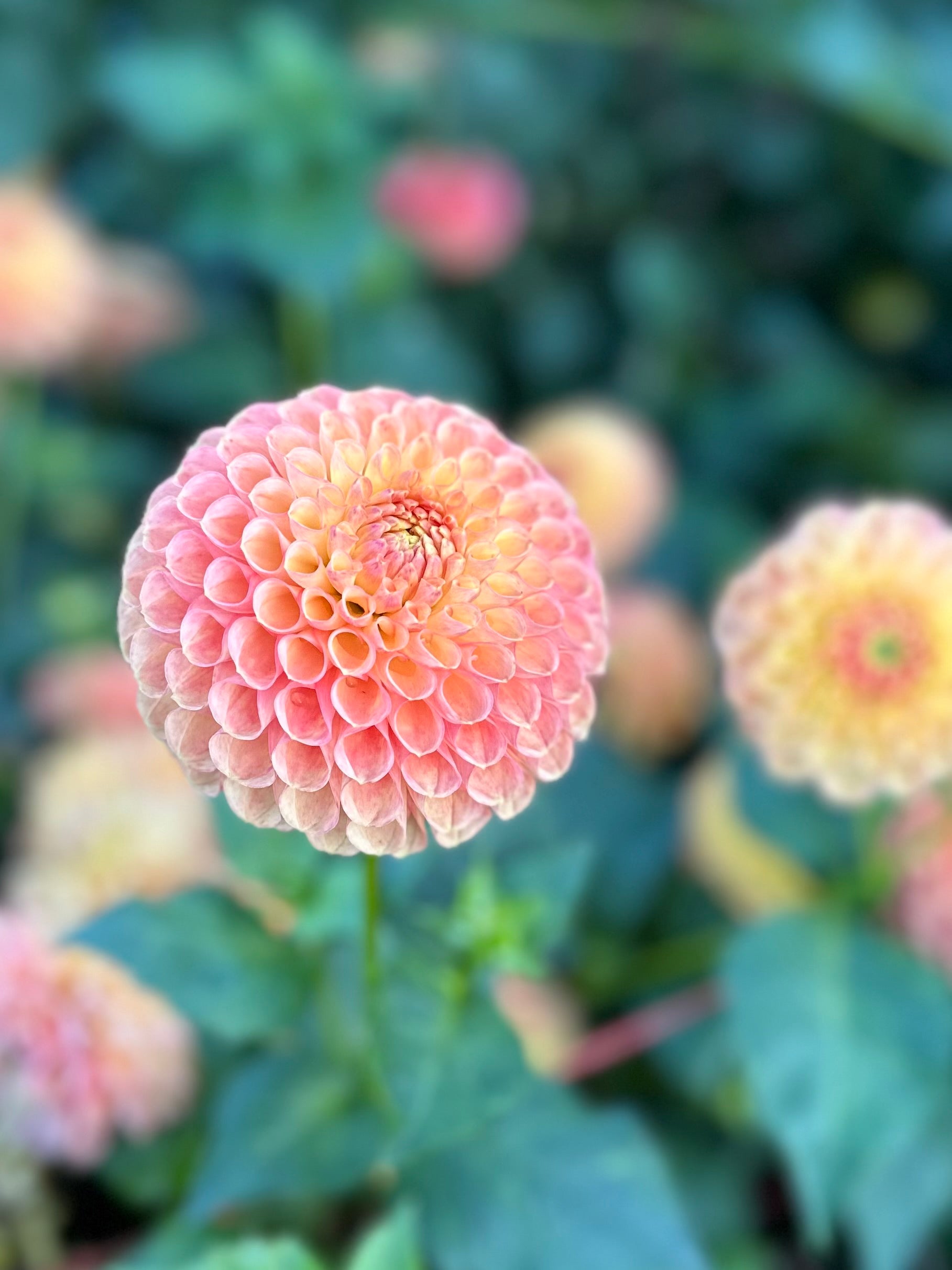 Dahlia Jowey Nicky – Five Acres Flower Farm