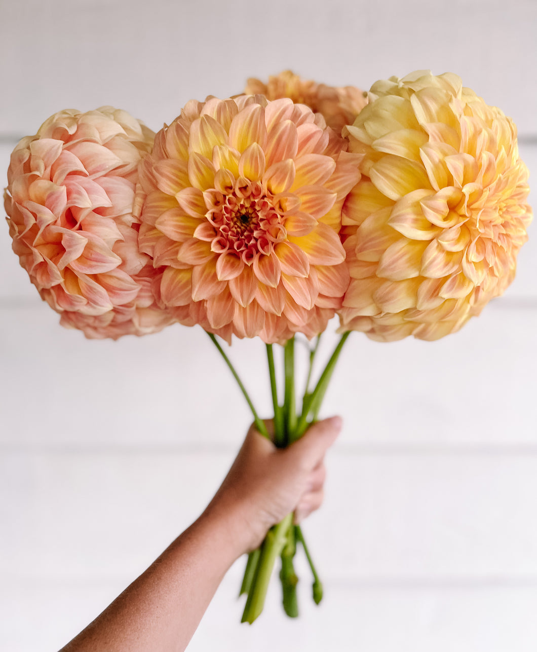 Dahlia Bracken Sarah