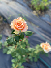 Load image into Gallery viewer, Marilyn Monroe Rose - Bare Root
