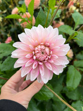 Load image into Gallery viewer, Dahlia Budapest Blush - LIMIT 1
