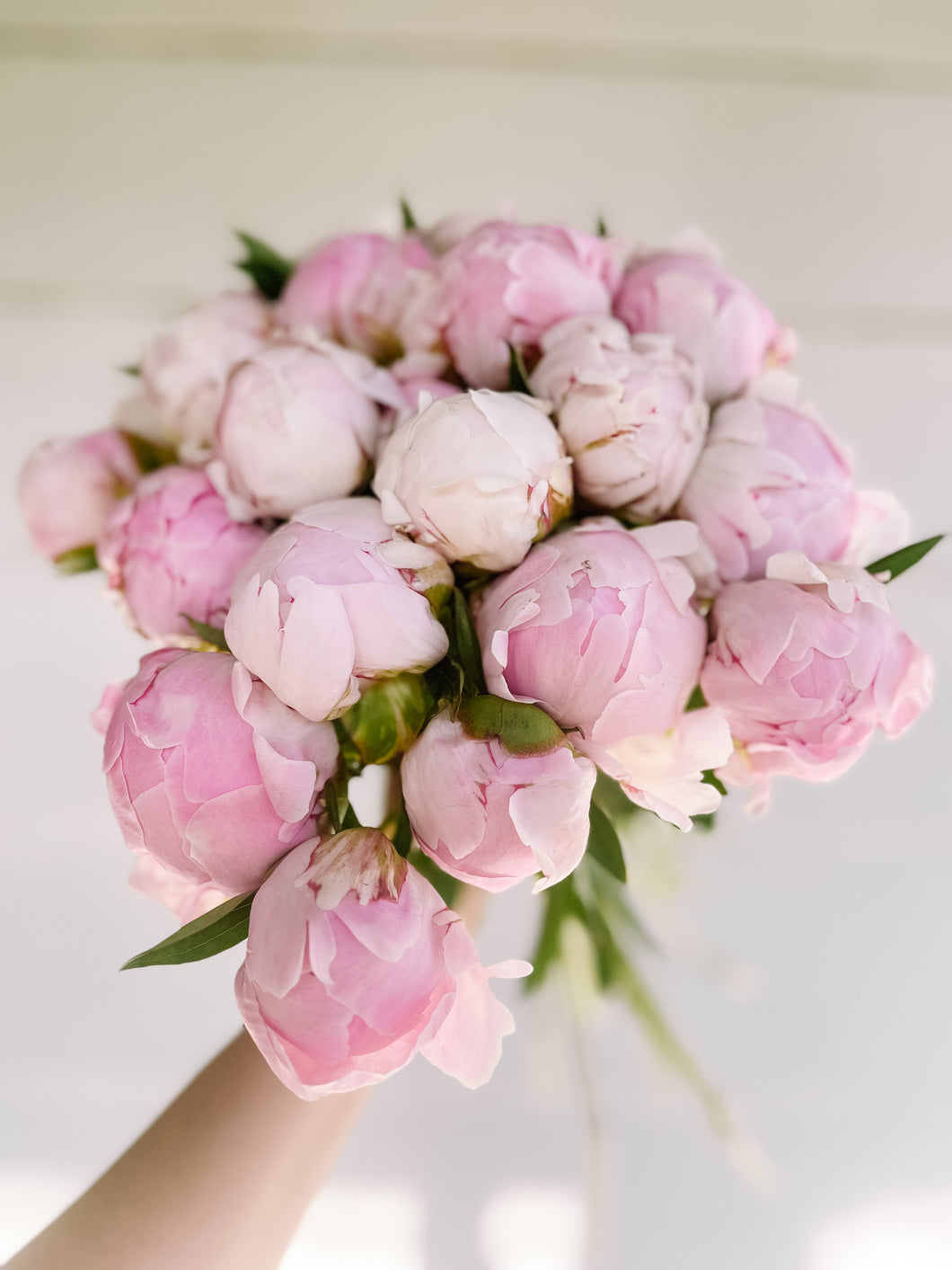 Peony Sarah Bernhardt