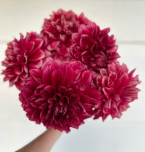 Load image into Gallery viewer, Dahlia Bloomquist York
