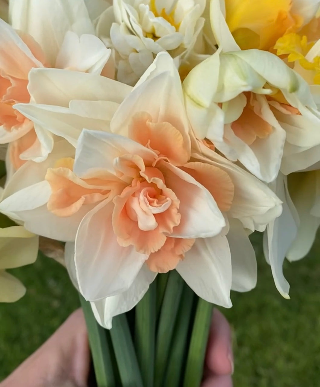 Narcissus Replete
