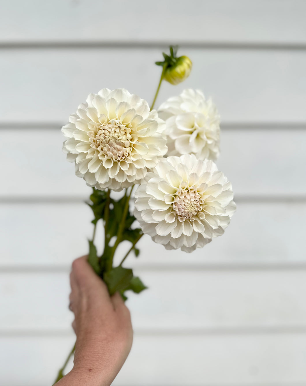 Dahlia Irish Ruffles - LIMIT 1 - Low quantities