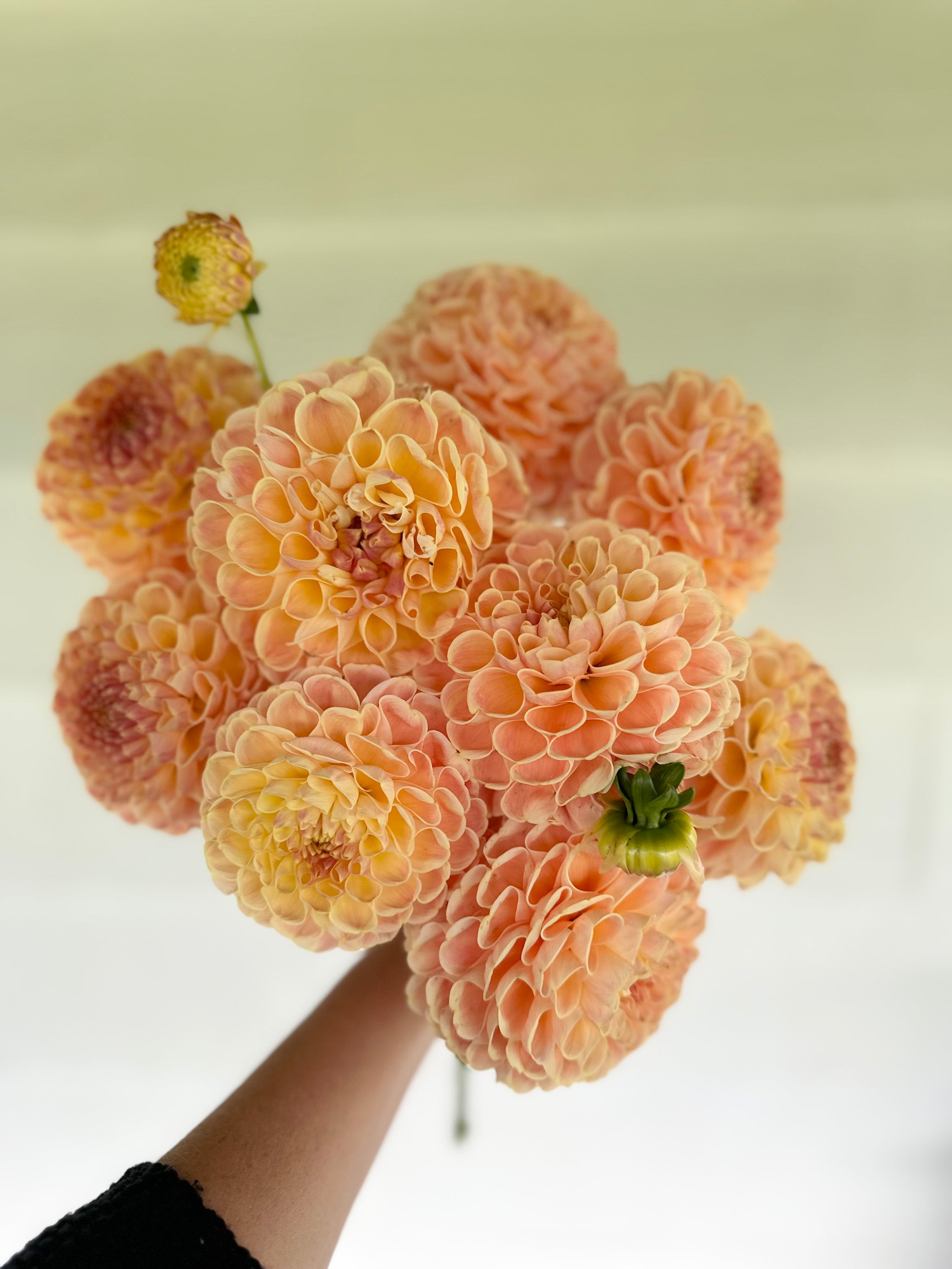 Dahlia Cornel Bronze | Five Acres Flower Farm