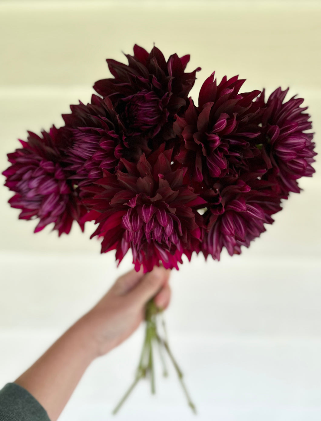 Dahlia Hollyhill Black Beauty