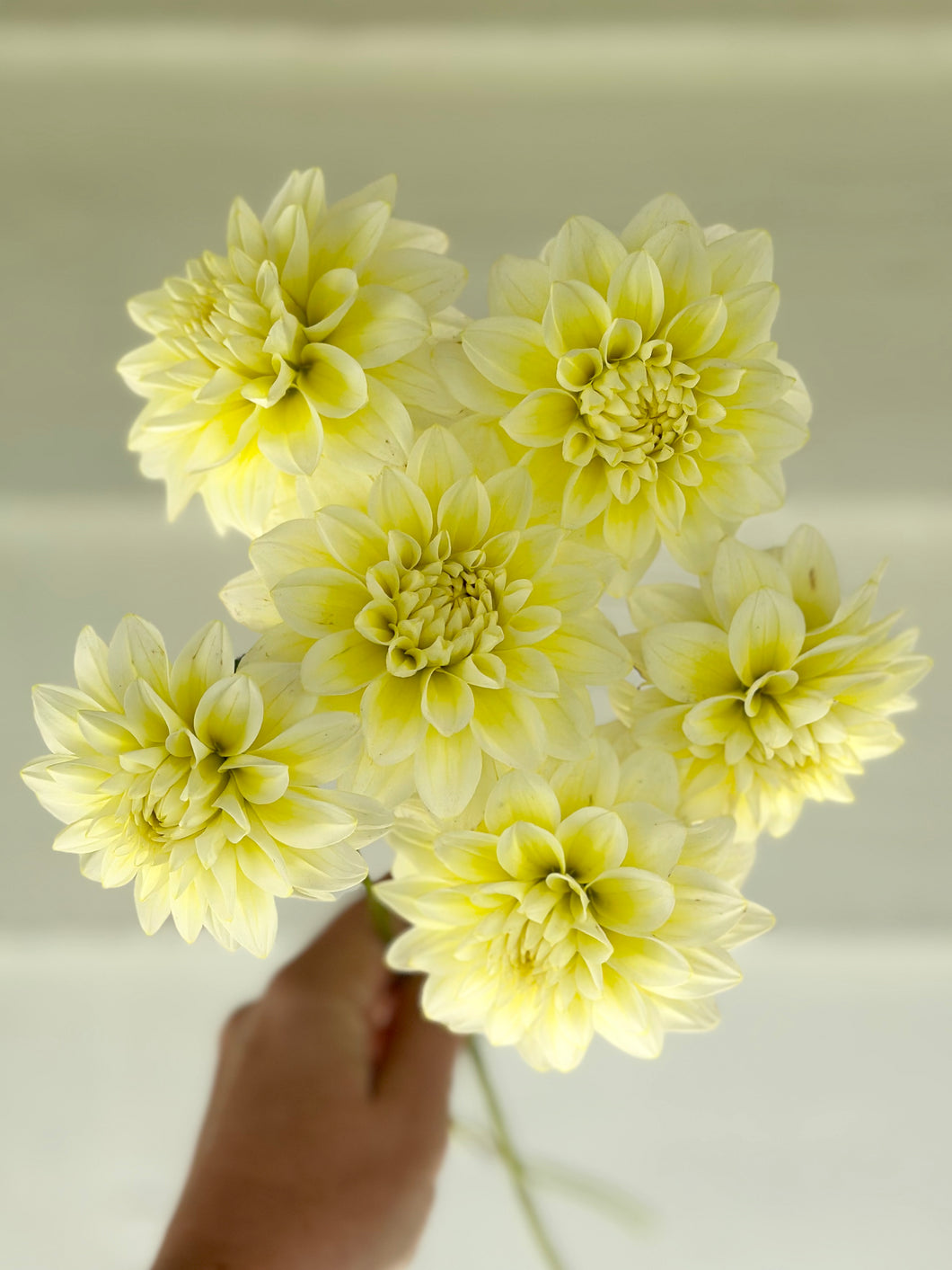 Dahlia Lemon Drops