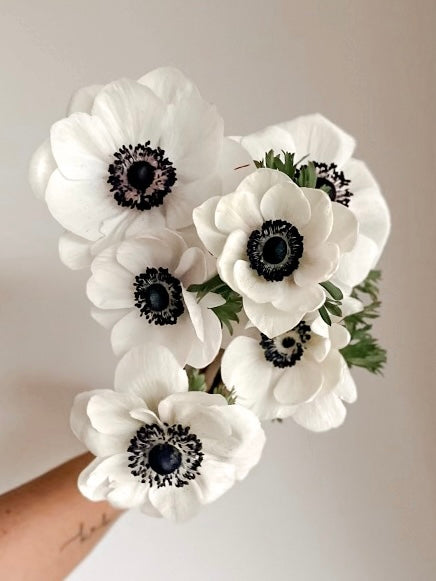 Anemone Carmel White