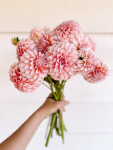 Load image into Gallery viewer, Dahlia Peaches n Cream - LIMIT 1
