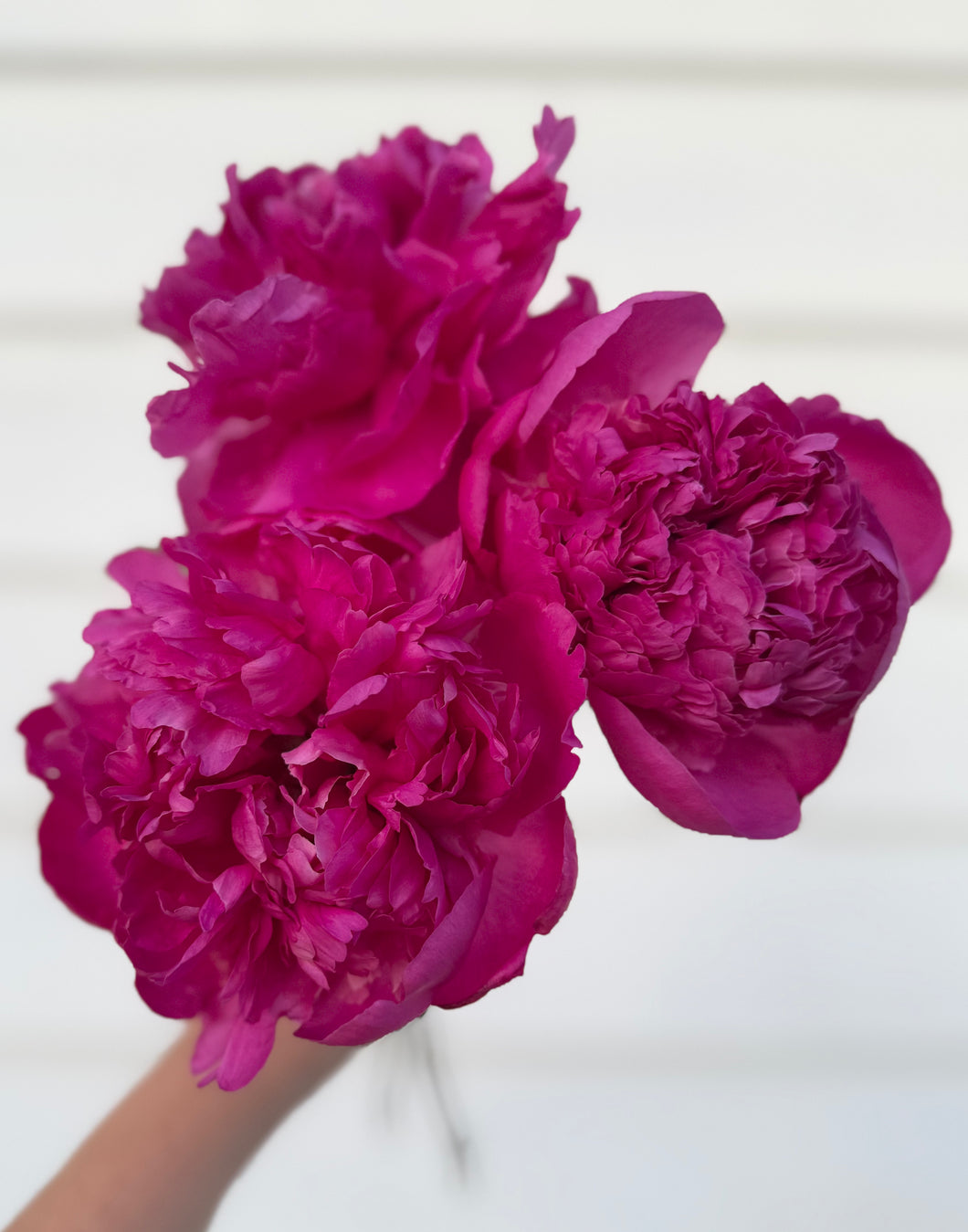 Peony Edulis Superba