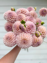 Load image into Gallery viewer, Dahlia KA's® Cinder Rose - LIMIT ONE
