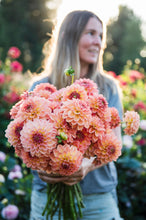 Load image into Gallery viewer, Dahlia Lark&#39;s Ebbe Grower&#39;s Pack (Five Pack)
