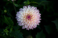 Load image into Gallery viewer, Dahlia Valley Porcupine
