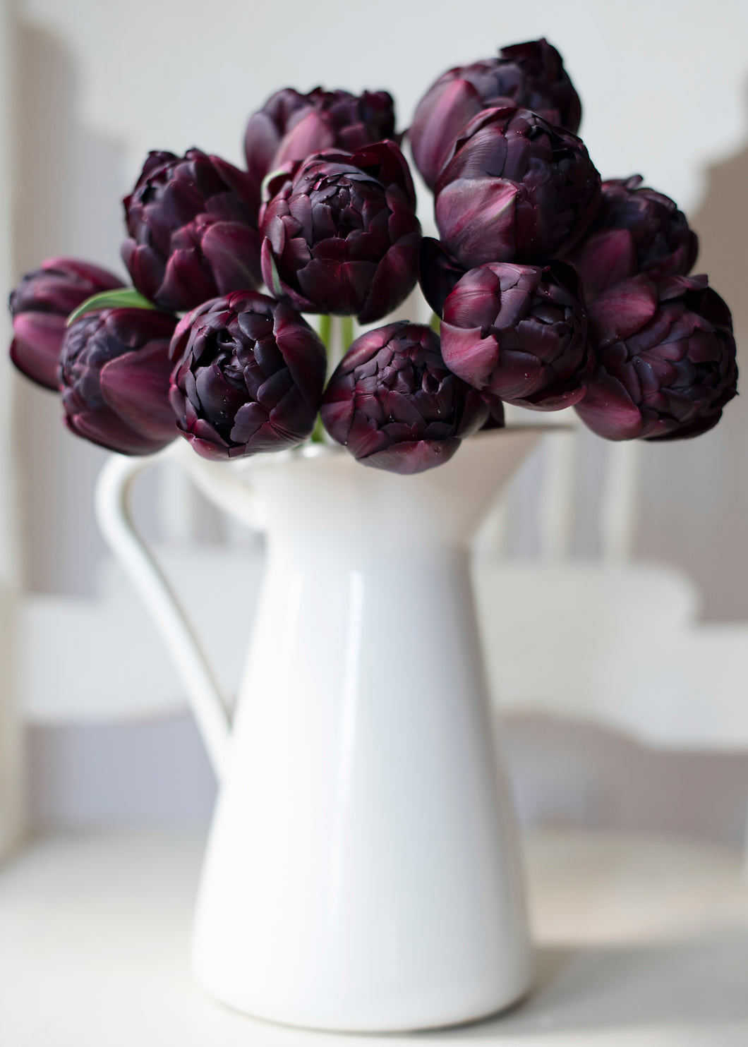 Tulip Black Hero