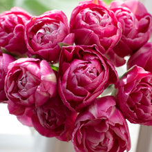 Load image into Gallery viewer, Tulip Pink Cameo
