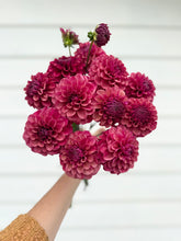 Load image into Gallery viewer, Dahlia Mission Gypsy
