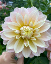 Load image into Gallery viewer, Dahlia Sheer Heaven Grower&#39;s Pack (Five Pack)
