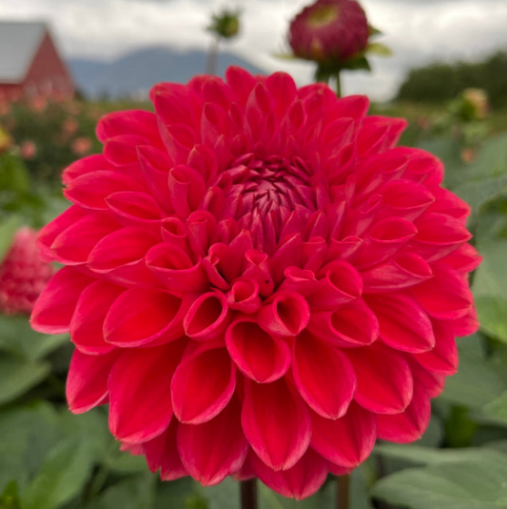 Dahlia Intrigue Grower's Pack (Five Pack)