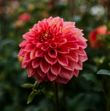 Dahlia Lakeview Lucky Grower's Pack (Five Pack)