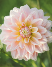 Load image into Gallery viewer, Dahlia Sheer Heaven Grower&#39;s Pack (Five Pack)
