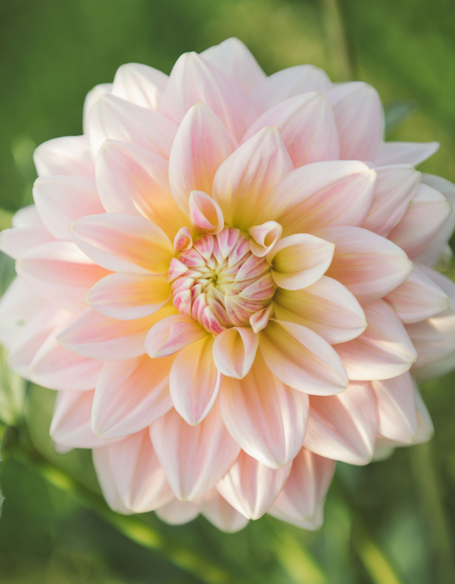 Dahlia Sheer Heaven Grower's Pack (Five Pack)