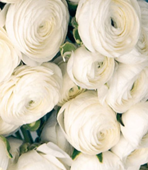 Ranunculus Amandine White