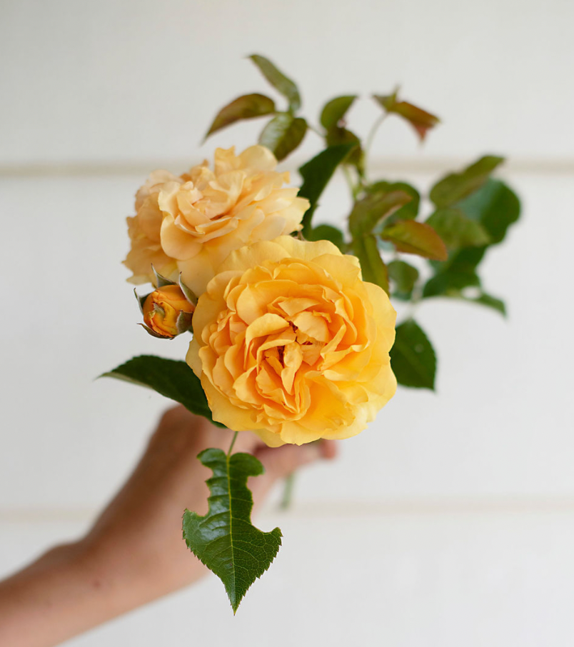 Julia Child Rose