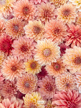 Load image into Gallery viewer, Dahlia Echo Jose
