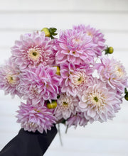 Load image into Gallery viewer, Dahlia BJ's Dusty Rose
